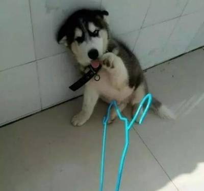 小二哈犯錯(cuò)向主人賣(mài)萌求原諒,真是少見(jiàn)二哈這個(gè)樣子啊!_寵物_網(wǎng)